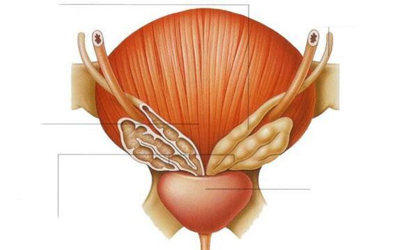 anatomija prostate